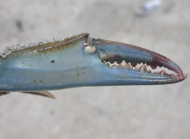 Blue Crab